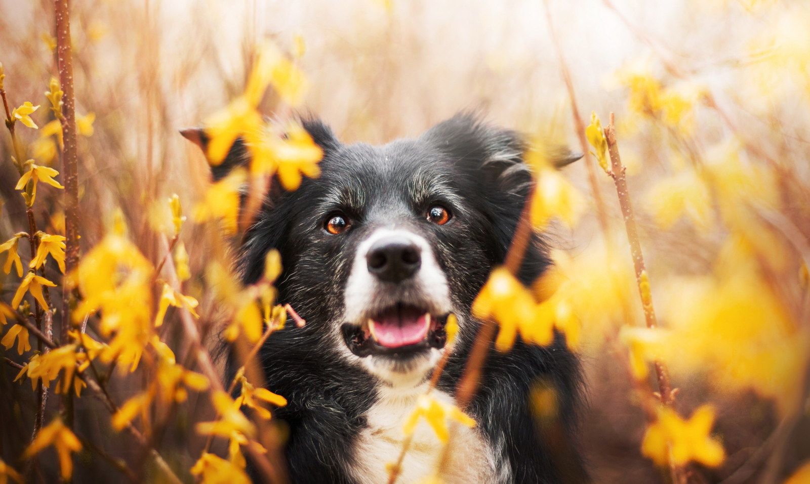 aussehen, Hund, jeder