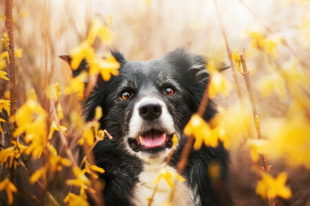 cane, ogni, Guarda