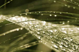 gotas, macro, natureza, Folha