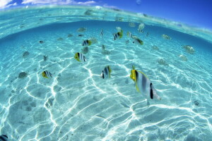 poisson, pack, mer, eau peu profonde