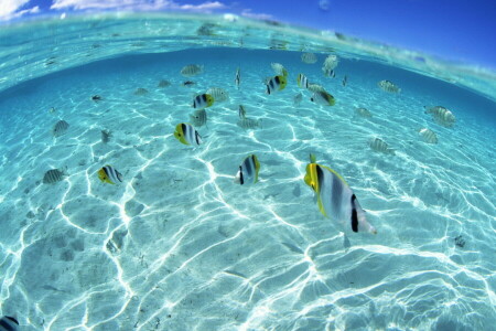 peixe, pacote, mar, águas rasas