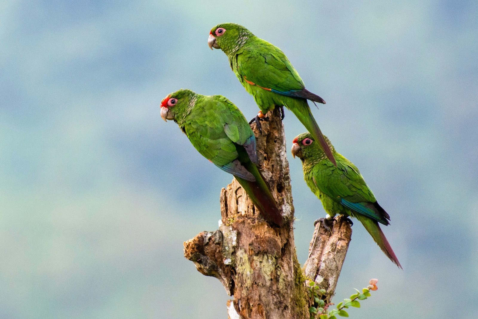 trio, des oiseaux, perroquets