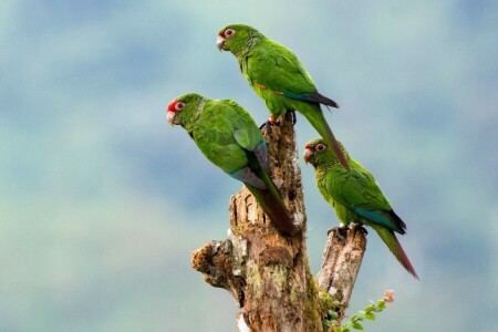 aves, loros, trío