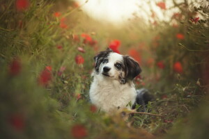 chien, chaque, Regardez, été