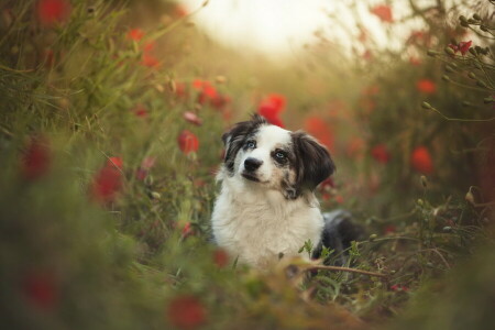 hund, hver, se, sommer