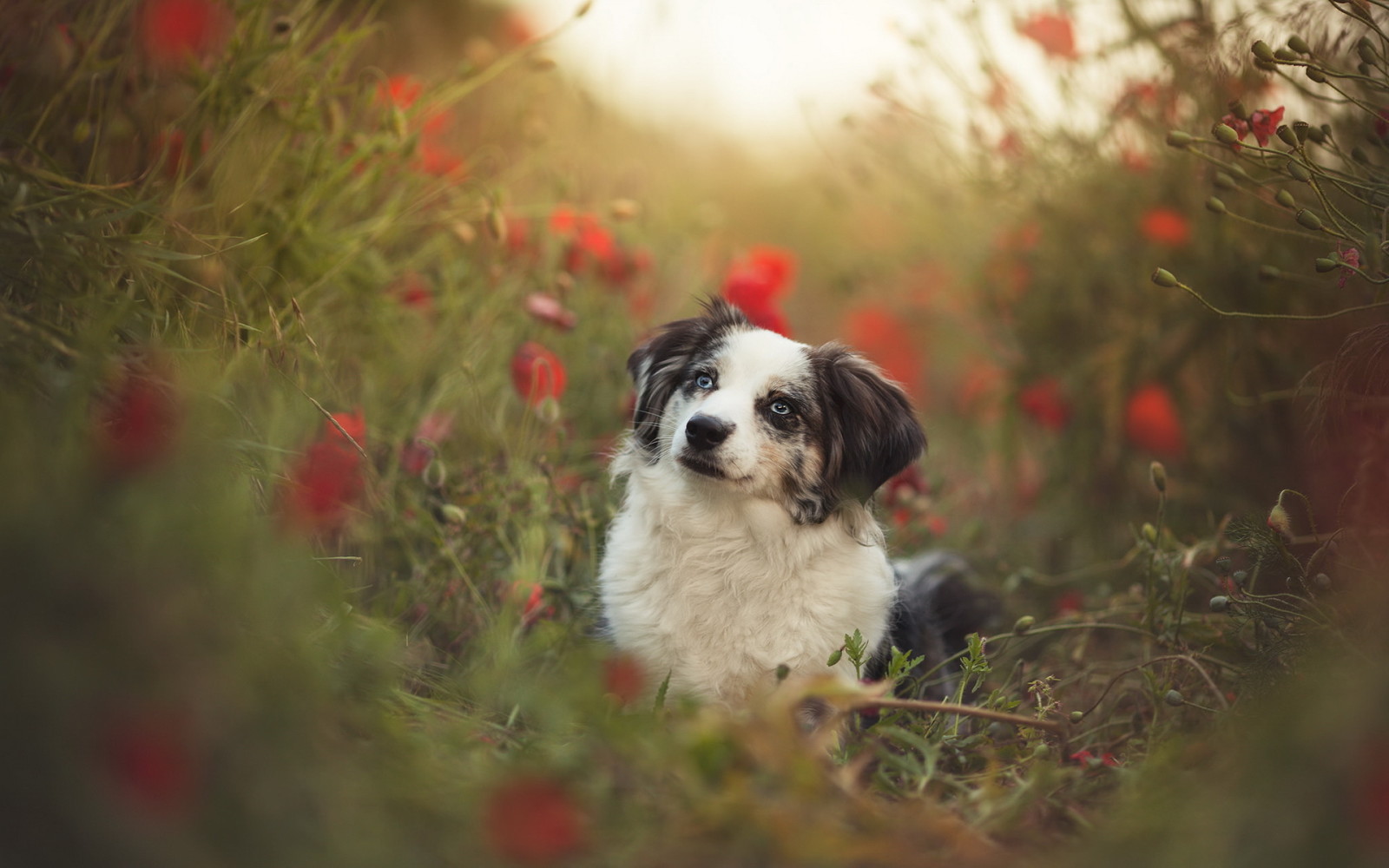 se, hund, sommer, hver