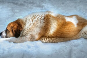 bakgrunn, hund, snø