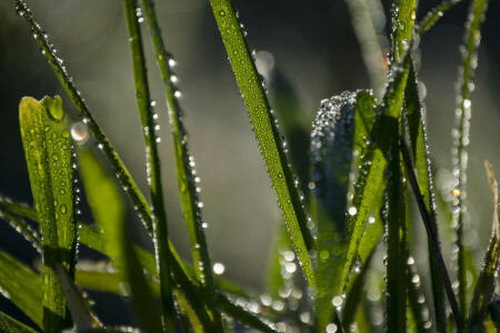 gotas, Relva, verde, Rosa, água