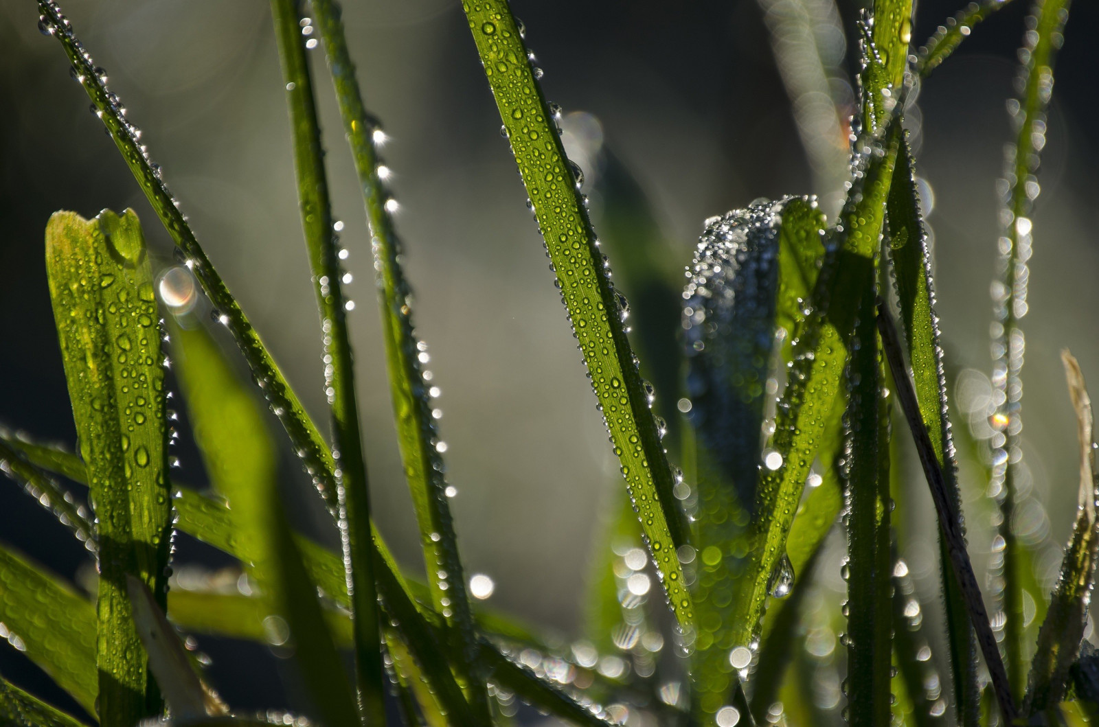 césped, agua, gotas, verde, Rosa