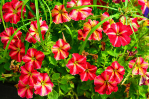 flowerbed, Garden, leaves, nature, petals, Petunia