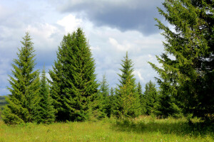 radura, erba, verdura, Russia, estate, alberi, Ural