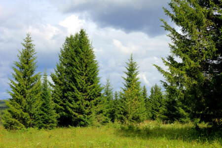 clairière, herbe, légumes verts, Russie, été, des arbres, Ural