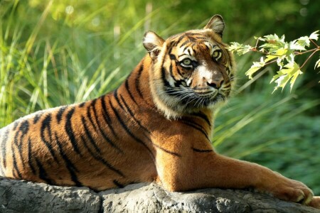 branch, predator, Sumatran tiger, tiger, wild cat