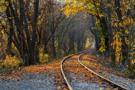 autumn, nature, railroad