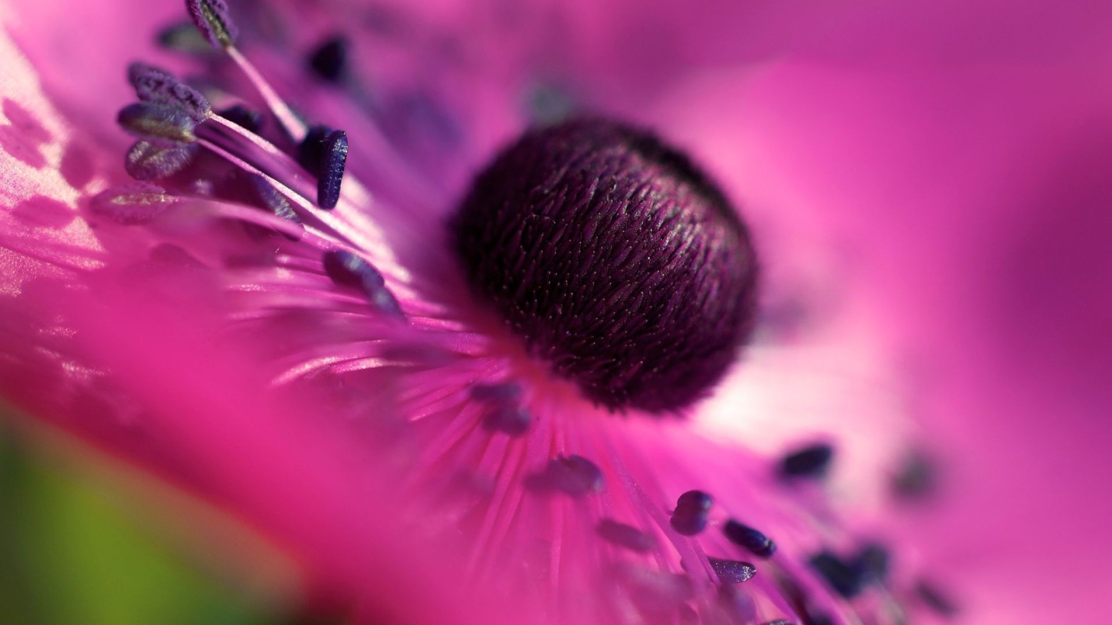 la nature, fond d'écran, fleur, pétales