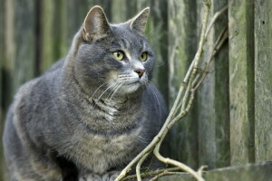 Contexte, chat, la barrière