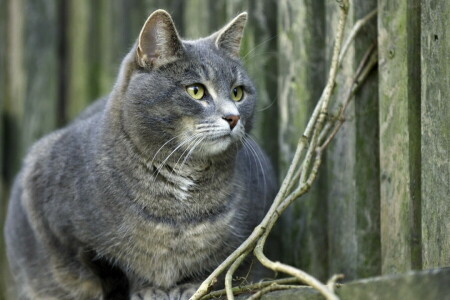 bakgrunn, katt, gjerdet