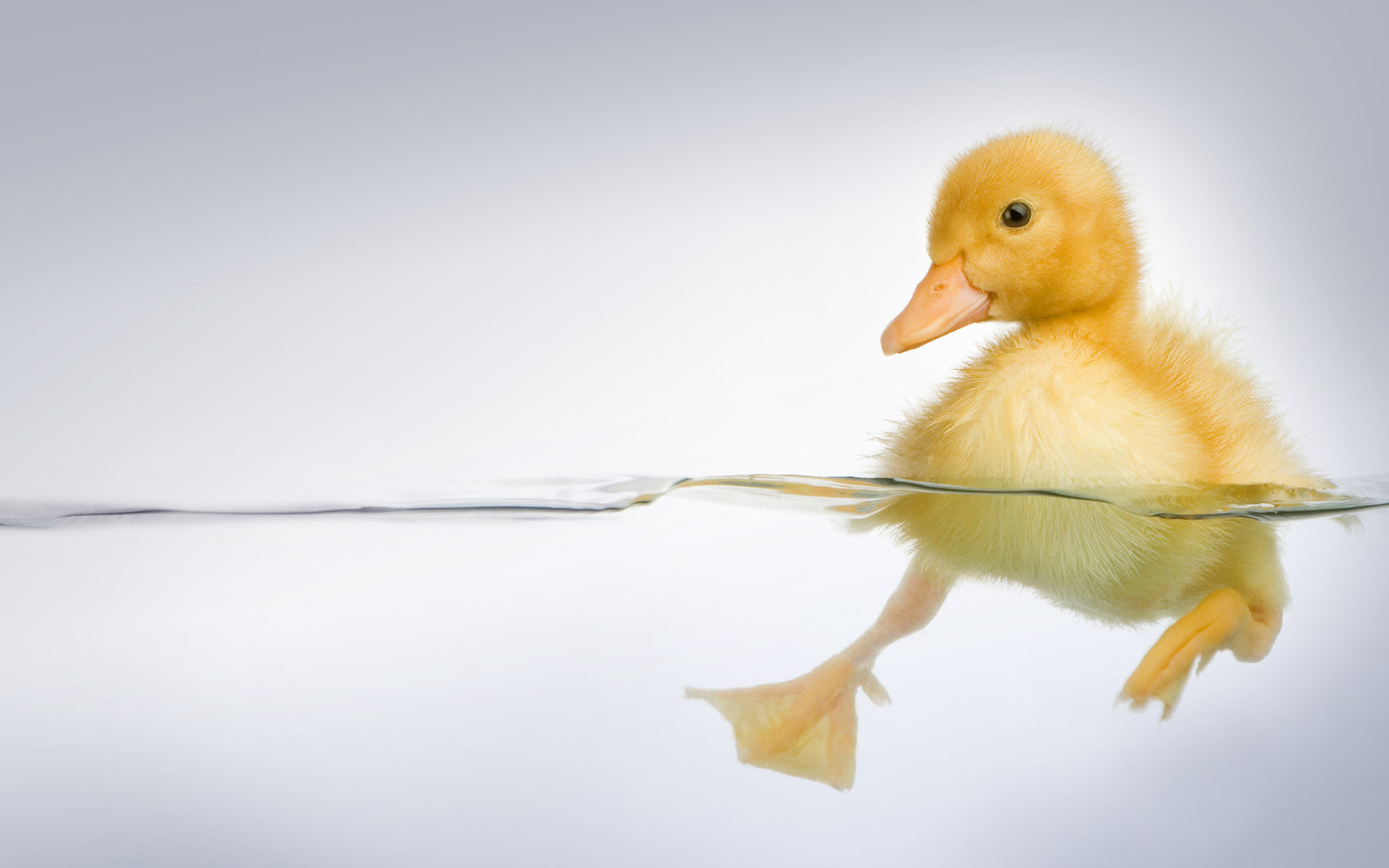 l'eau, jambes, canard