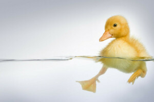 duck, legs, water