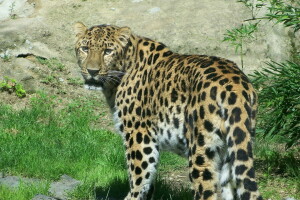 Amur Leopard, Lontano est, interesse, Leopardo, Guarda, predatore