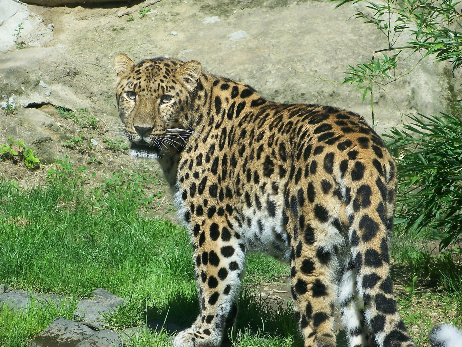 Mira, depredador, Leopardo, El Leopardo de Amur, Lejano Oriente, interesar