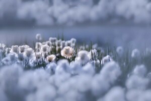 SKÖNHET, blommor, Blommor av himlen, natur