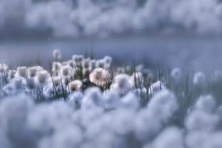 SKØNHED, blomster, Himlens blomster, natur