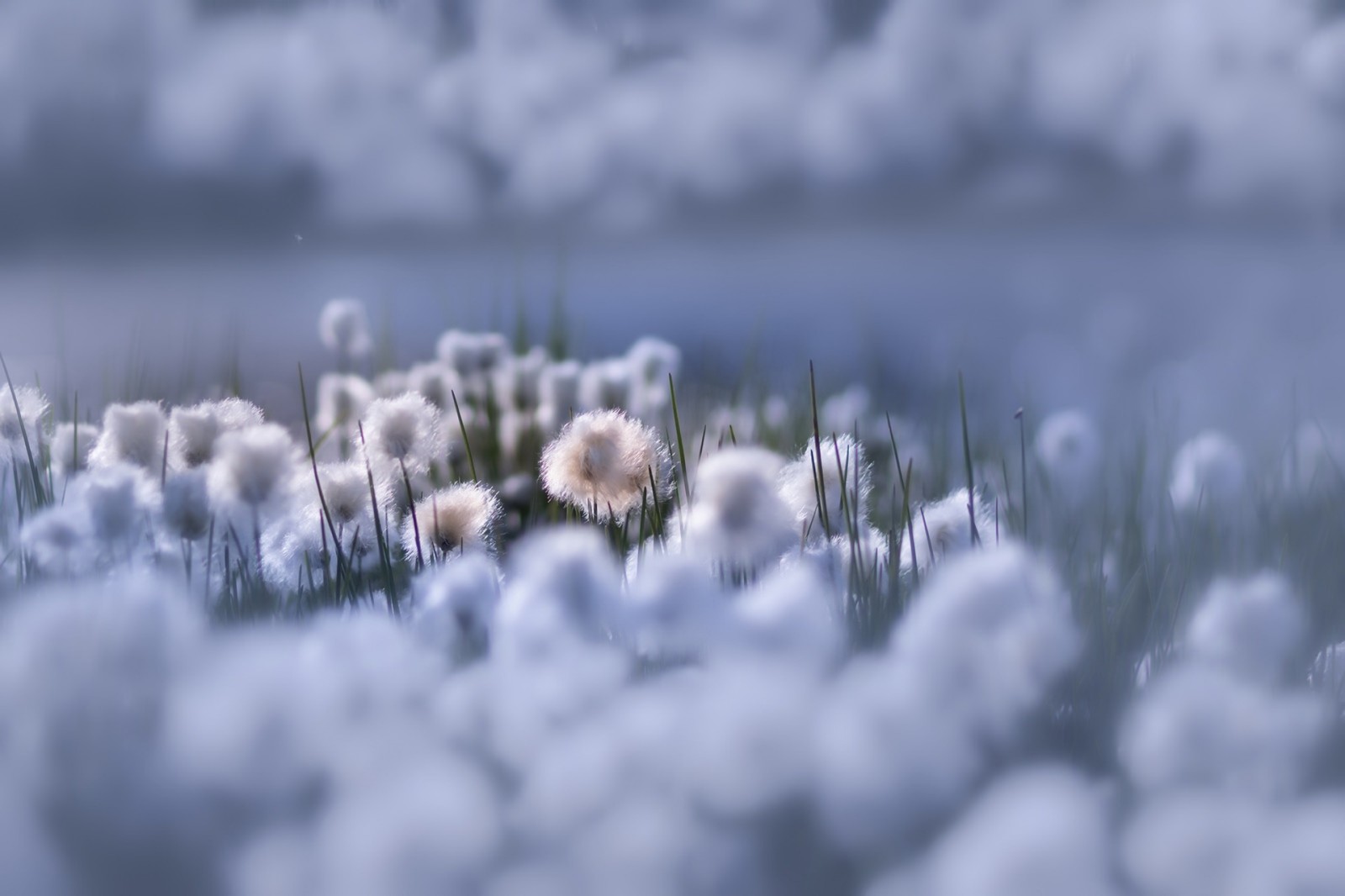 natura, BELLEZZA, fiori, Fiori del cielo