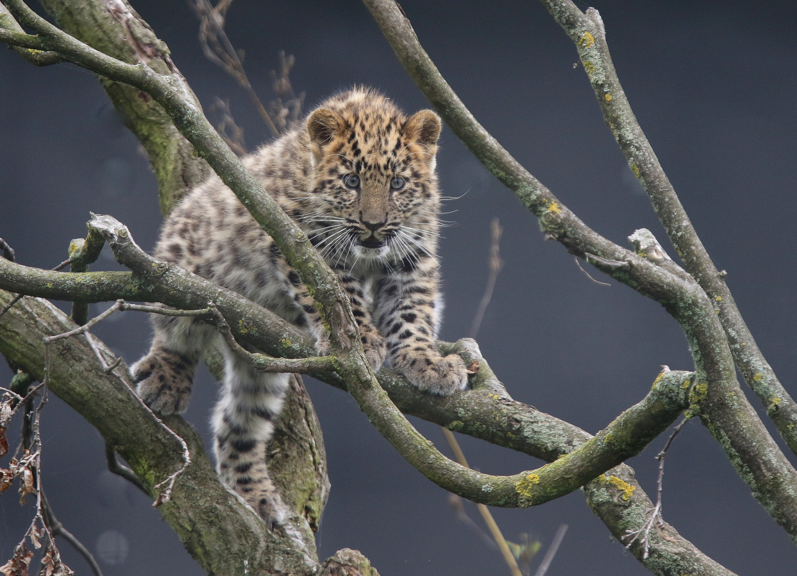 branches, lionceau, minou, Léopard, Le léopard de l'Amour