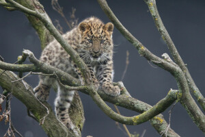 branches, cub, kitty, Leopard, The Amur leopard