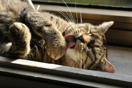 Katze, Giovanni Zacche, Fotograf, wäscht