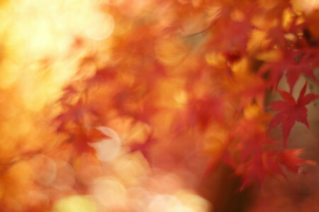 herfst, bokeh, gebladerte, macro, esdoorn-, november