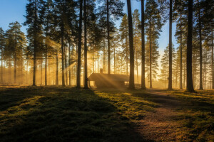 Woud, huis, ochtend-