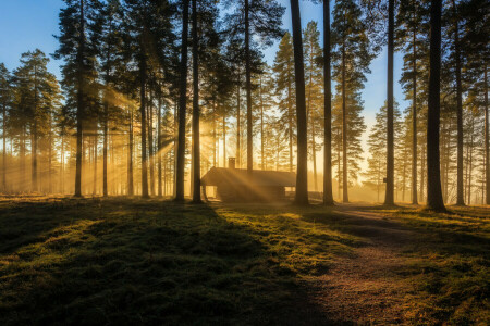 forêt, maison, Matin