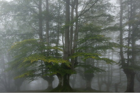 nebbia, foresta, alberi