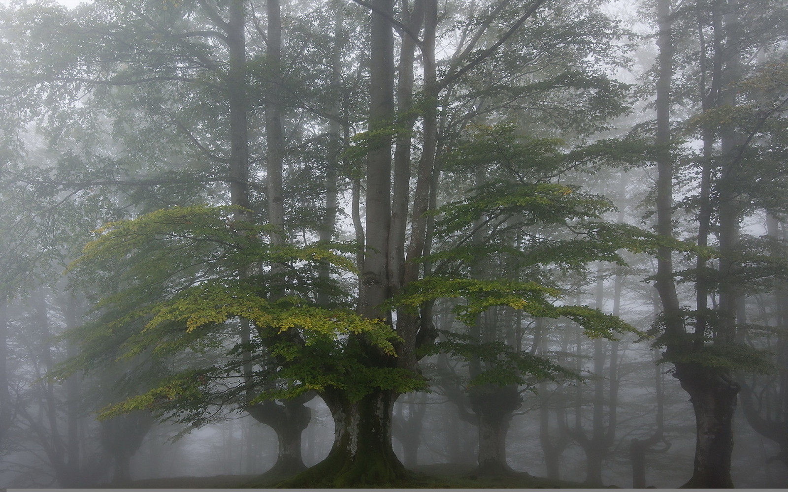 foresta, alberi, nebbia