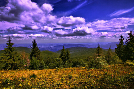 Carpathians, clouds, forest, grass, meadows, mountains, the sky, trees