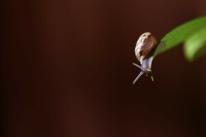 Alessandro Di Cicco, photo, photographer, sheet, snail