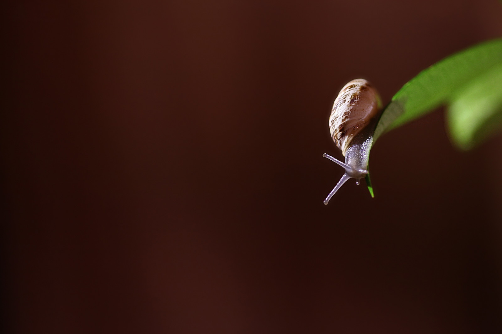 snail, photo, photographer, sheet, Alessandro Di Cicco