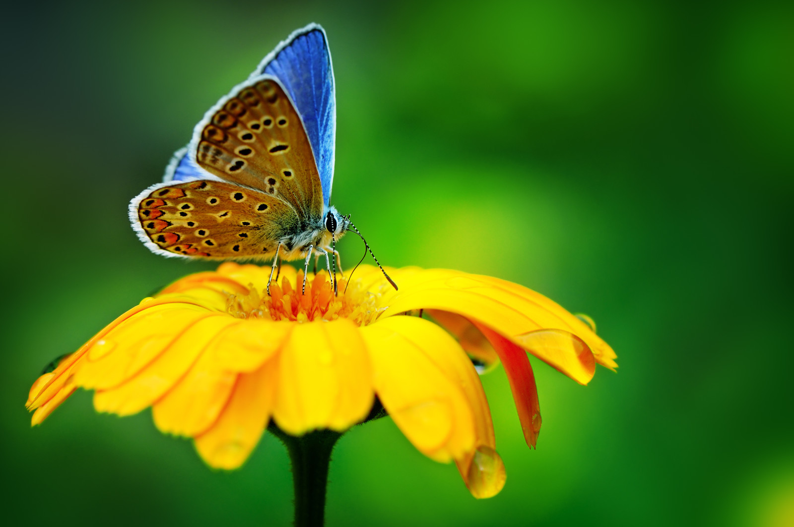 nature, macro, BUTTERFLY, flower, drop