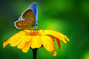 PAPILLON, laissez tomber, fleur, macro, la nature