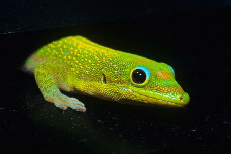 black background, Gecko. green, lizard