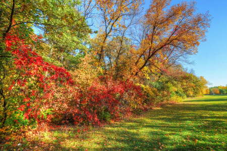 otoño, bosque, césped, Parque, el cielo, arboles