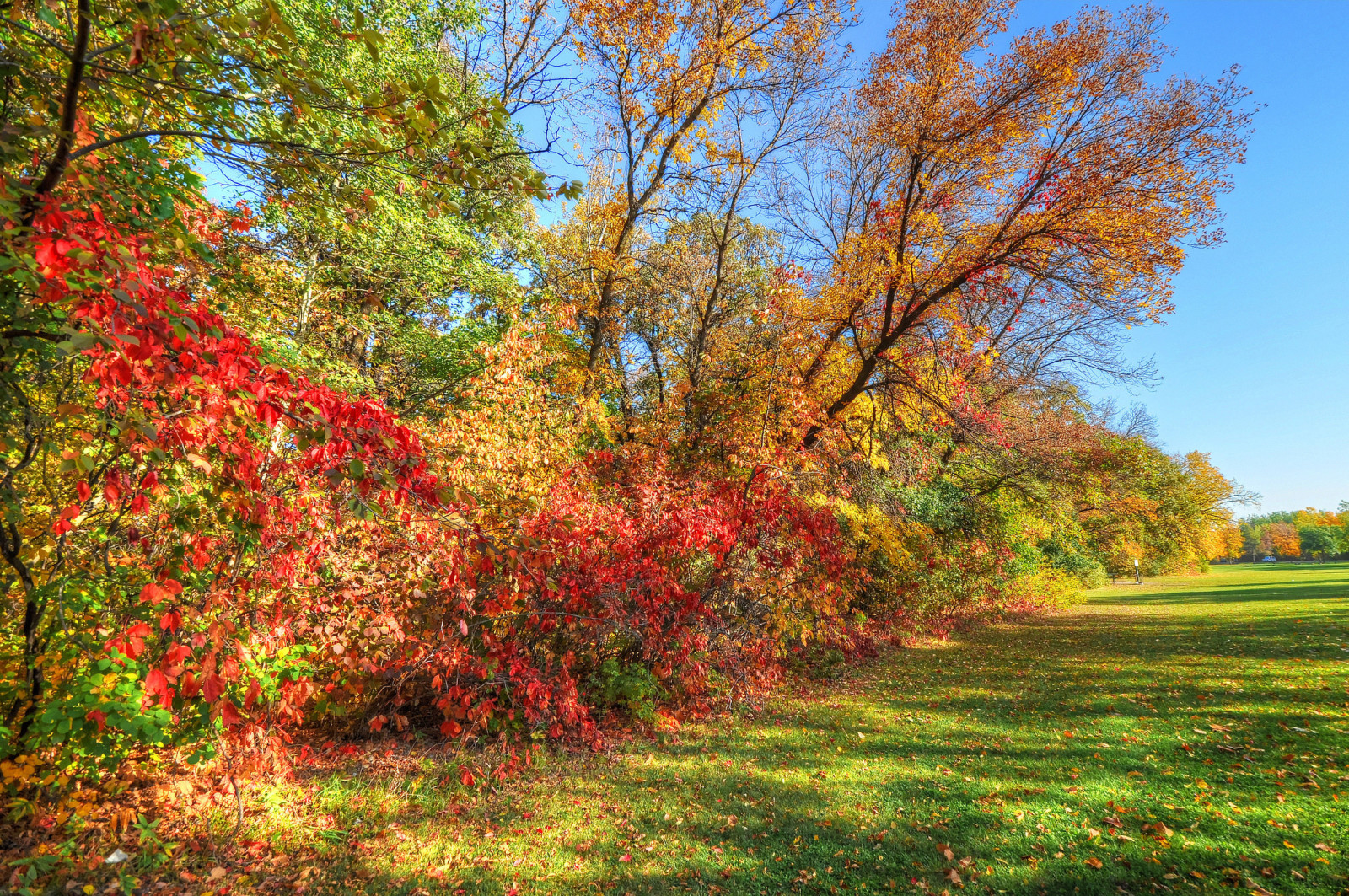 autumn, forest, grass, Park, the sky, trees