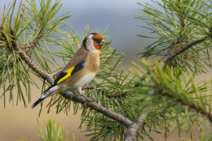 le bec, oiseau, branche, plumes, Aiguilles, queue