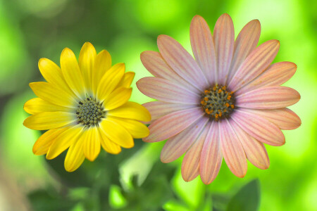 Garden, meadow, pair, petals