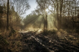 forest, morning, nature, road