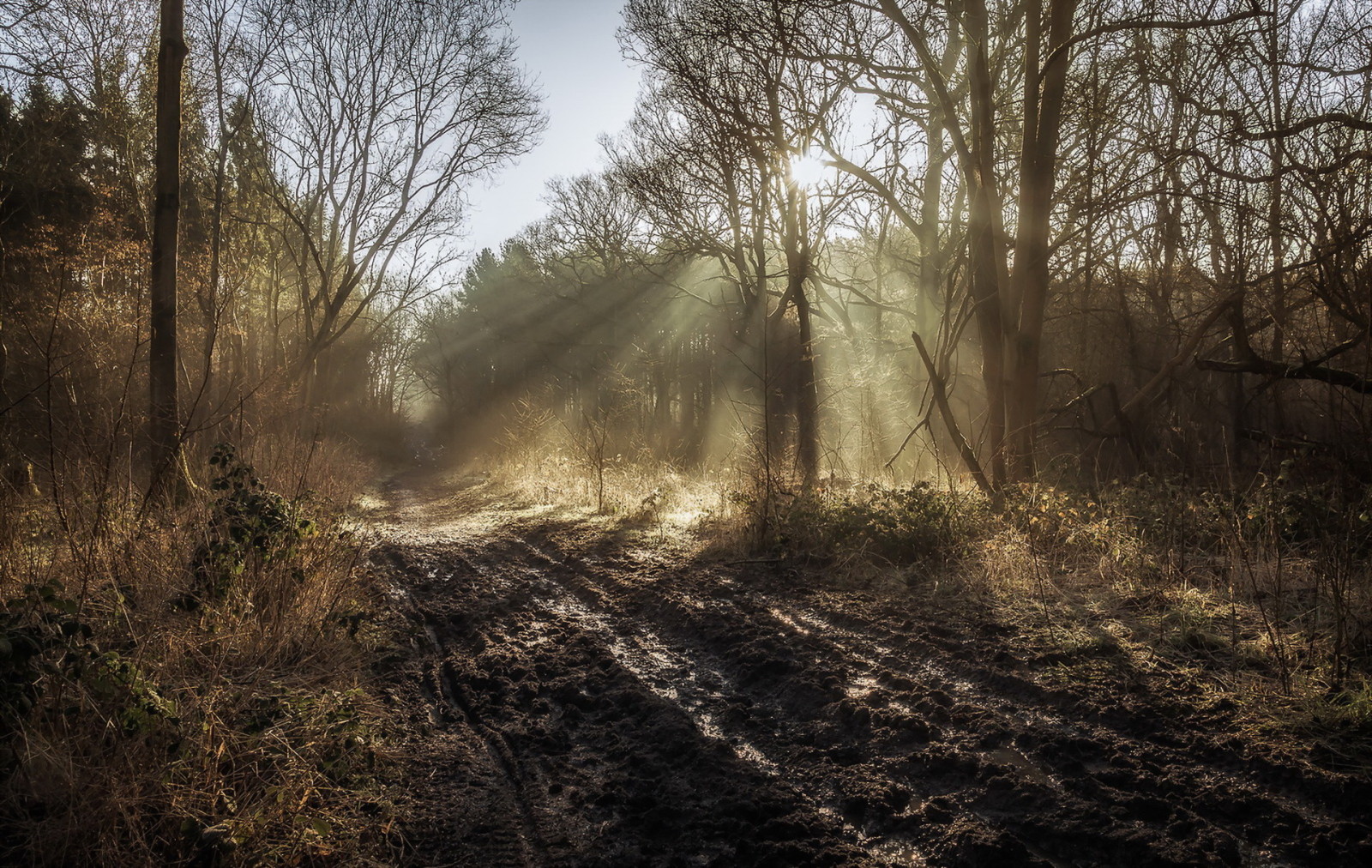 forest, nature, road, morning