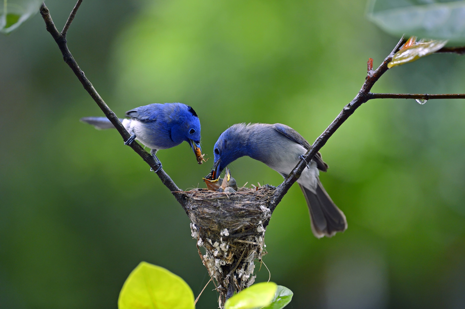 branch, birds, chicks, drop, socket