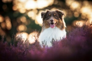 bokeh, köpek, yüz, Çiçekler, funda, dil, bak, doğa